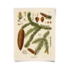 Curious Prints Vintage Botanical Norway Spruce Tree Print