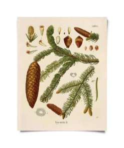 Curious Prints Vintage Botanical Norway Spruce Tree Print