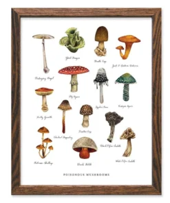 The Wild Wanderer New Arrivals Poisonous Mushroom Art Print