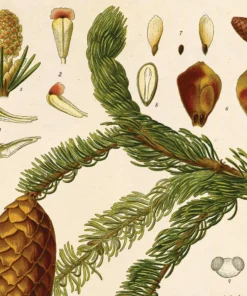 Curious Prints Vintage Botanical Norway Spruce Tree Print