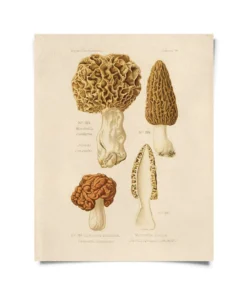 Curious Prints Vintage Morels Mushroom Print