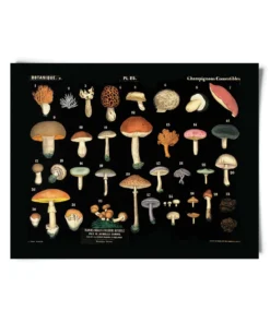 Curious Prints Vintage Black Mushroom Print New Arrivals