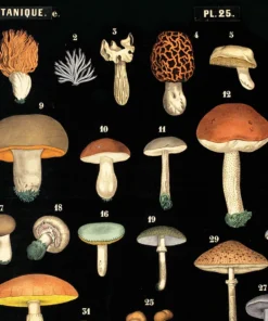 Curious Prints Vintage Black Mushroom Print New Arrivals