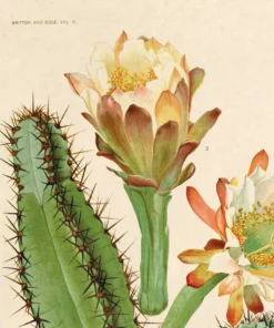 Curious Prints Vintage Botanical Cactus Flower Print New Arrivals