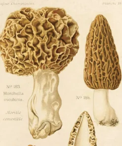 Curious Prints Vintage Morels Mushroom Print