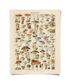 Curious Prints Vintage French Champignons Mushroom Print New Arrivals