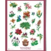 The Landmark Project Flowers Of The Forest Educational Poster New Arrivals