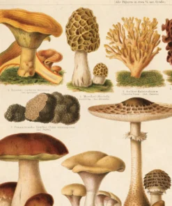 Curious Prints Vintage German Pilze Mushroom Print