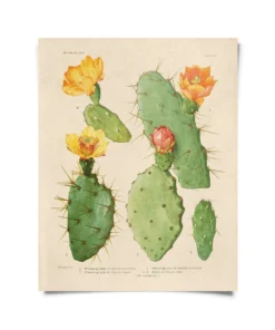 Curious Prints Vintage Botanical Cactus Print New Arrivals