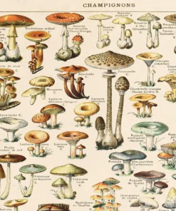 Curious Prints Vintage French Champignons Mushroom Print New Arrivals