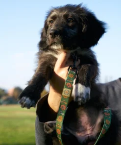 Parks Project Power To The Parks Shrooms Dog Leash