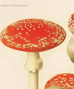 Curious Prints New Arrivals Vintage Magic Mushroom Print