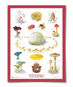 The Landmark Project Fungi Of The Forest Educational Poster New Arrivals
