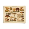 Curious Prints Vintage German Pilze Mushroom Print