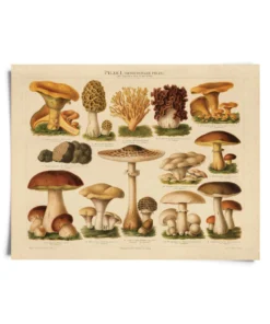 Curious Prints Vintage German Pilze Mushroom Print