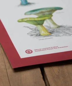 The Landmark Project Fungi Of The Forest Educational Poster New Arrivals