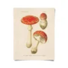 Curious Prints New Arrivals Vintage Magic Mushroom Print