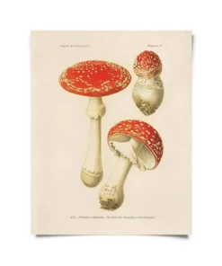 Curious Prints New Arrivals Vintage Magic Mushroom Print